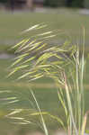 Field brome
